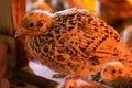 Little quail in brooder Royalty Free Stock Photo