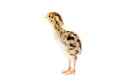 Little quail chick
