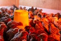 Little quails in brooder near the feeder