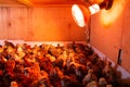 Little quails in brooder under the infrared lamp