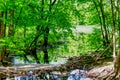 Little quiet creek in the middle of the forest.