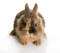 Little rabbit Royalty Free Stock Photo