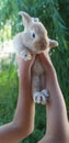 Little rabbit in the arms of a child Royalty Free Stock Photo