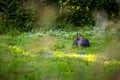 Little rabbit eating grass in the middle of a meadow