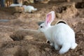 Little rabbit,Rabbit in the farm
