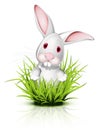 Little rabbit on grass