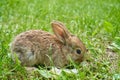 little rabbit on the grass,the rabbit eats grass in the yard Royalty Free Stock Photo