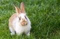 Little rabbit Royalty Free Stock Photo