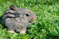 Little rabbit on green grass Royalty Free Stock Photo