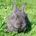 Little rabbit on green grass Royalty Free Stock Photo