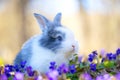 Little rabbit on green grass in spring day