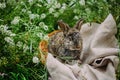 Little rabbit on green grass in summer day.