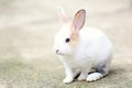 A cute little rabbit looking forward. Adorable rabbit sitting isolated on a gray background