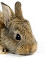Little rabbit Royalty Free Stock Photo