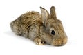 Little rabbit Royalty Free Stock Photo
