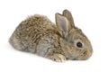 Little rabbit Royalty Free Stock Photo