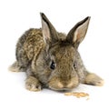 Little rabbit isolated on white Royalty Free Stock Photo