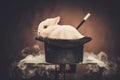 Little rabbit in a magician hat Royalty Free Stock Photo
