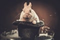 Little rabbit in a magician hat Royalty Free Stock Photo