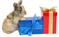 Little rabbit near the boxes with gifts Royalty Free Stock Photo