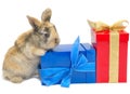 Little rabbit near the boxes with gifts