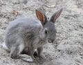 Little rabbit ready to pounce forward