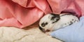 little rabbit sleaping in a bed