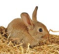 Little rabbit on the straw