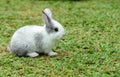 Little rabbit to walk in the lawn. Royalty Free Stock Photo