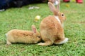 Little rabbit to walk in the lawn. Royalty Free Stock Photo