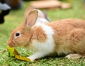 Little rabbit to walk in the lawn. Royalty Free Stock Photo