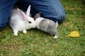 Little rabbit to walk in the lawn. Royalty Free Stock Photo