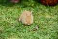 Little rabbit to walk in the lawn. Royalty Free Stock Photo