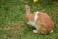 Little rabbit to walk in the lawn. Royalty Free Stock Photo