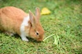 Little rabbit to walk in the lawn. Royalty Free Stock Photo