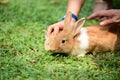 Little rabbit to walk in the lawn. Royalty Free Stock Photo