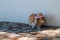 Little rabbit wearing cute glasses and hat on cement floor with