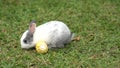 Little rabbit in the garden