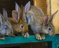 Little rabbits. rabbit in farm cage or hutch. Breeding rabbits c Royalty Free Stock Photo