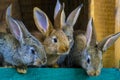 Little rabbits. rabbit in farm cage or hutch. Breeding rabbits c Royalty Free Stock Photo