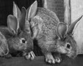 little rabbits. rabbit in farm cage or hutch. Breeding rabbits concept Royalty Free Stock Photo