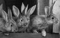 Little rabbits. rabbit in farm cage or hutch. Breeding rabbits c Royalty Free Stock Photo