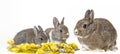 cute little rabbits and theyr mother