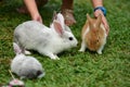 Little rabbits are tricky in the garden Royalty Free Stock Photo