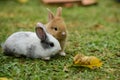 Little rabbits are tricky in the garden Royalty Free Stock Photo