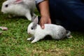 Little rabbits are tricky in the garden Royalty Free Stock Photo