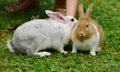 Little rabbits are tricky in the garden Royalty Free Stock Photo