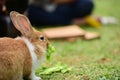 Little rabbits are tricky in the garden Royalty Free Stock Photo