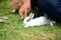 Little rabbits are tricky in the garden Royalty Free Stock Photo