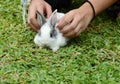 Little rabbits are tricky in the garden. Royalty Free Stock Photo